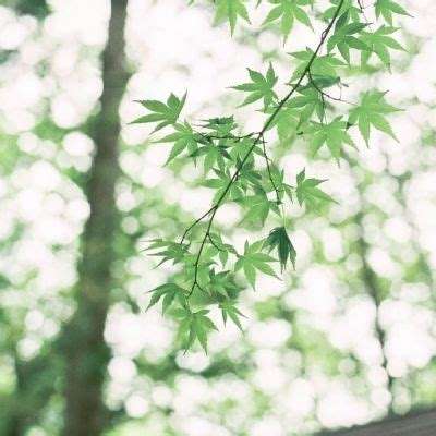 两只小猪打排球